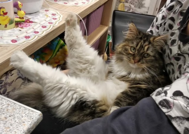Котовторник