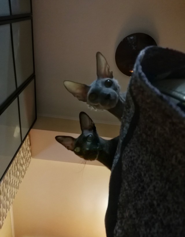 Котомафия
