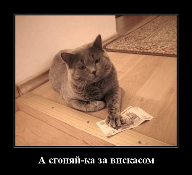 Сотрудники фирмы не могли понять, откуда их кот таскает наличку