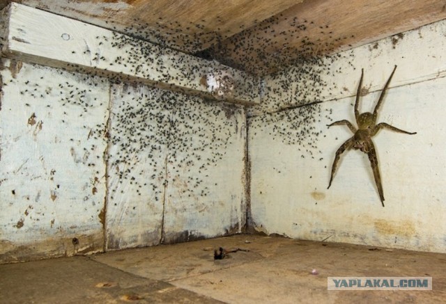 Фотографии в реальность которых поверишь не сразу