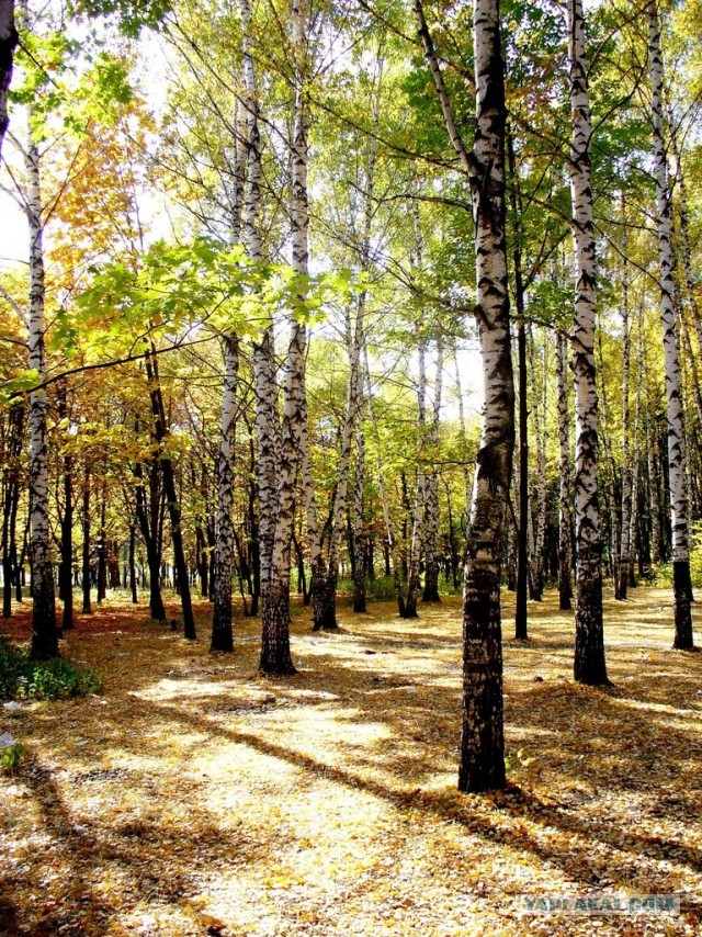 Мыльница