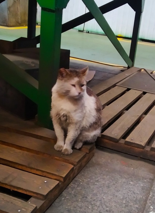 Коты - мастера на все лапы
