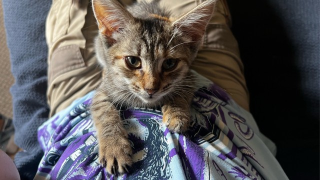 Знакомьтесь, это моя кошечка, зовут Япа
