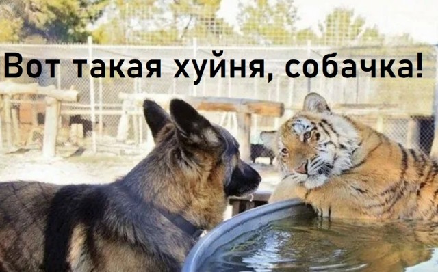 Путин подписал закон, запрещающий с декабря регистрацию на российских сайтах с помощью иностранной электронной почты