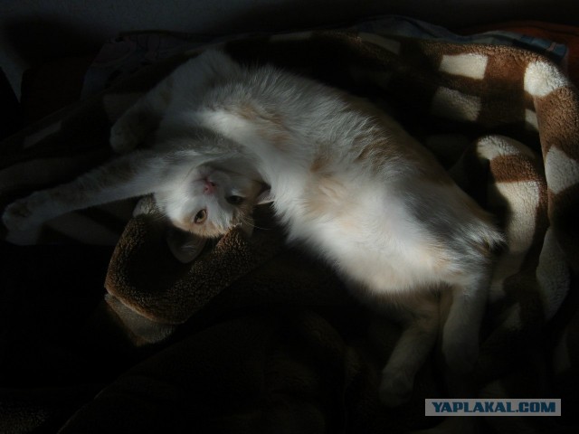 Котовторник 16.04.2013