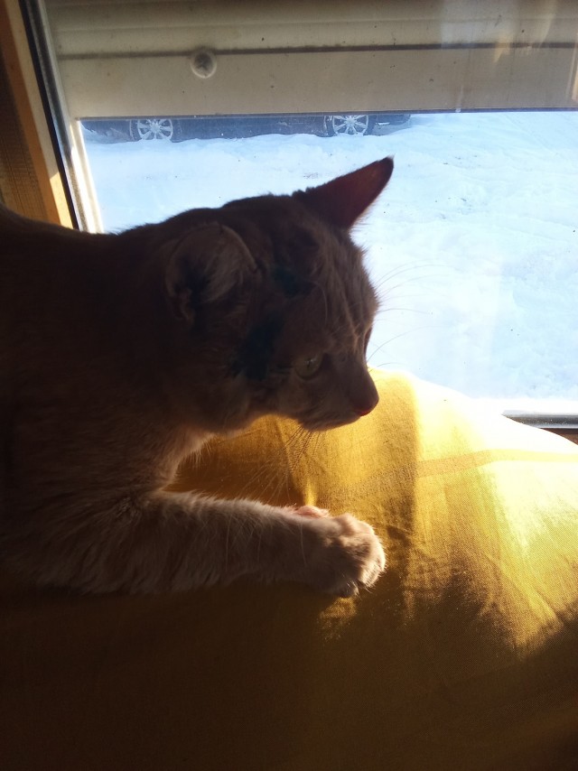 Возвращение блудного Коржика