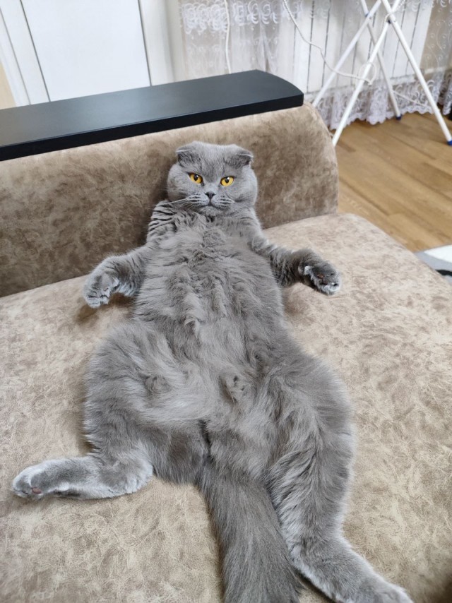 Котовторник!