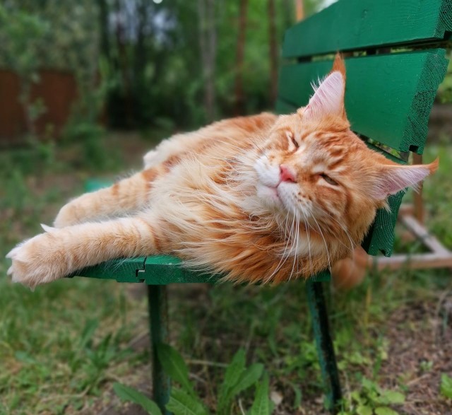 Котовторник же!