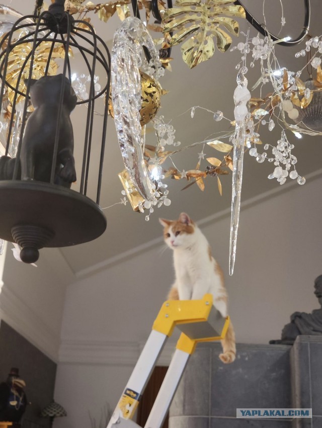 Котовторник