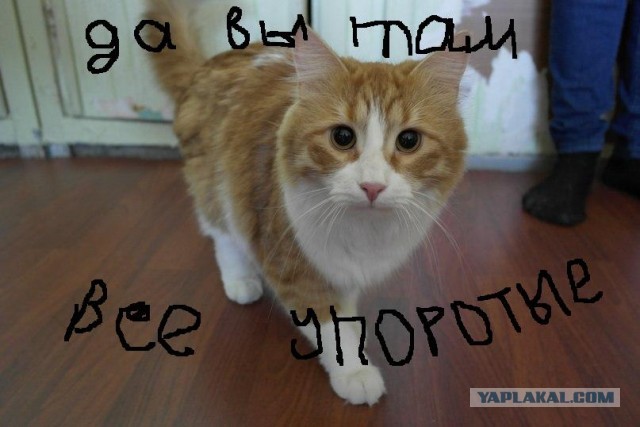 КотЭ и препараты