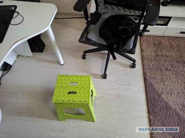 Раб в квадрате. Котовторник же.