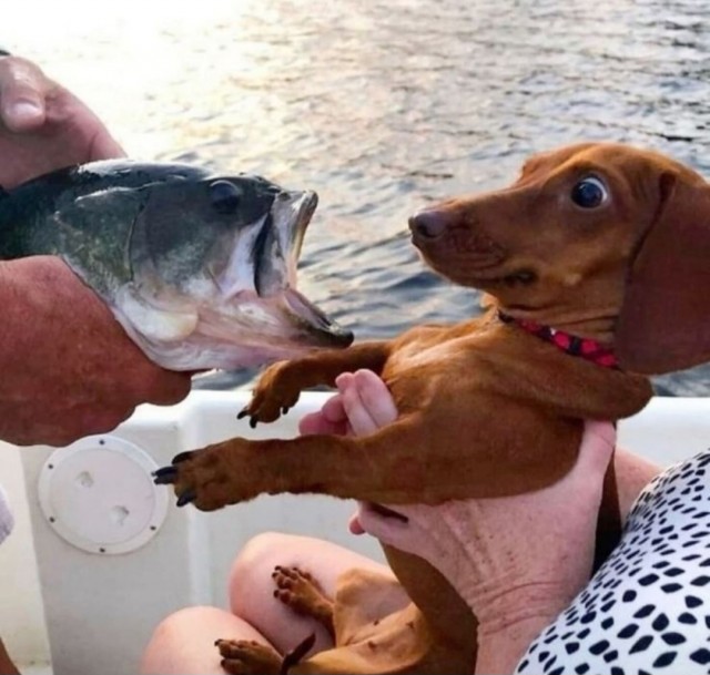 Заряд позитива: взгляните на 25 самых забавных снимков