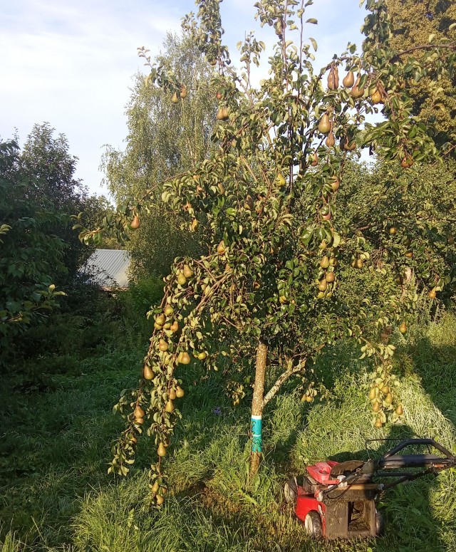 Груша (очередная колхозная тема)