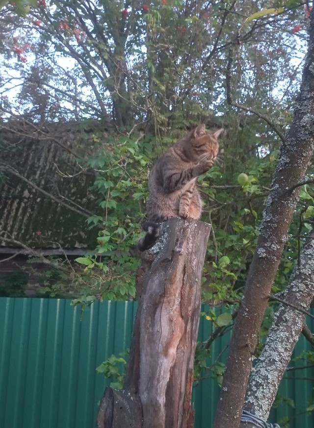 Кошка - сова, но только без крыльев.