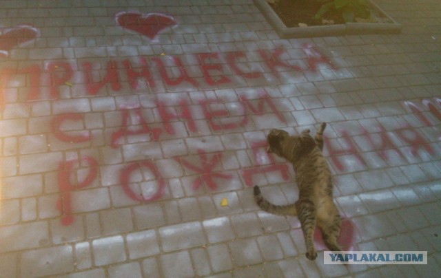 Котовторник 9.07.2013