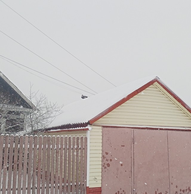 Зима. Утки прилетели