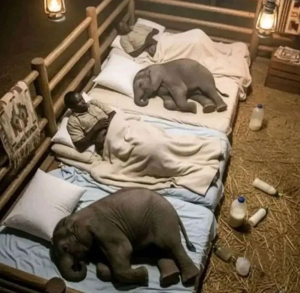 Сотрудники кенийского приюта для осиротевших слонят ночуют вместе со своими подопечными