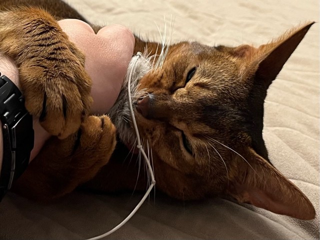 Наши коты