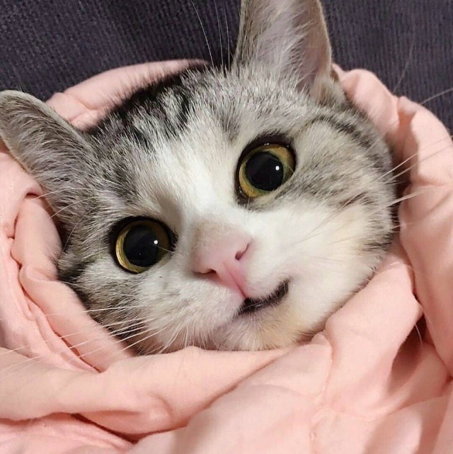 Возлюби кота ближнего своего
