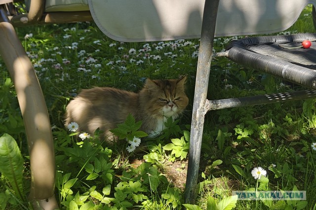 Хорошо что сегодня вторник. Котовторник)