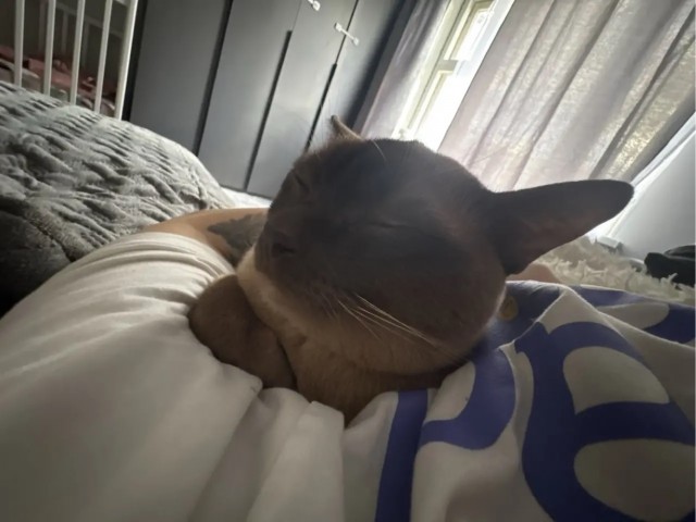 Котовторник