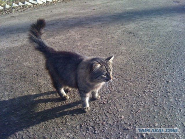 Котовторник 12.11.2013