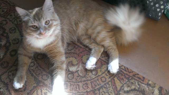 Котовторник 10.06.2014