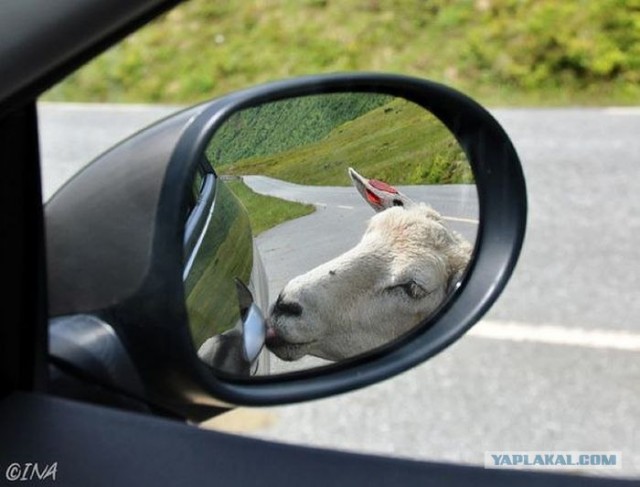 Подборка отражений в зеркалах заднего вида