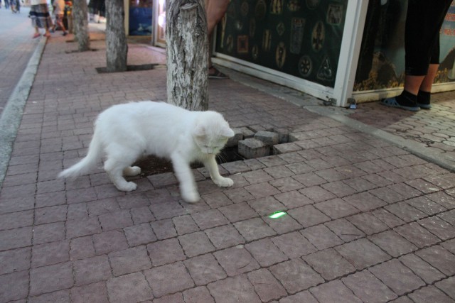 Отчёт о поездке в Крым 12.07 - 29.07