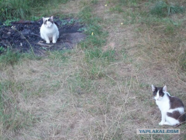 Жизнь домашнего приюта для котеек 22