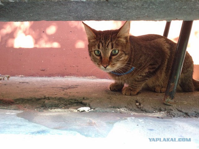 Котовторник 16.09.14