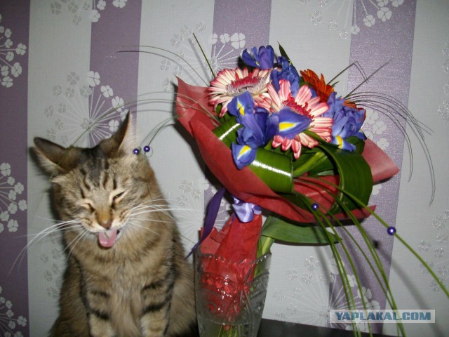 Котовторник 11.11.2014