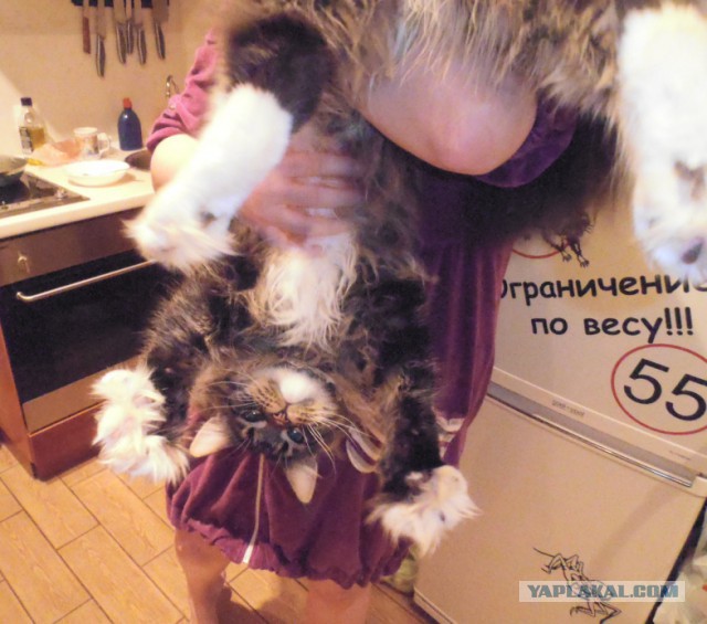 Мейн кунчик