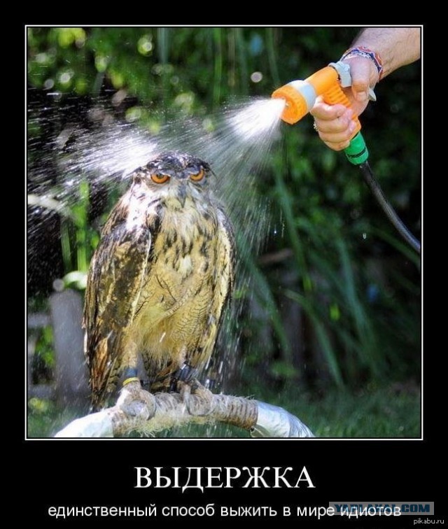 Совы