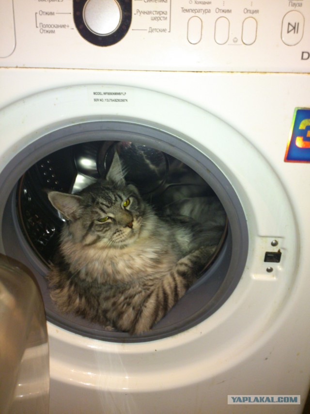 Котовторник 20.01.2015