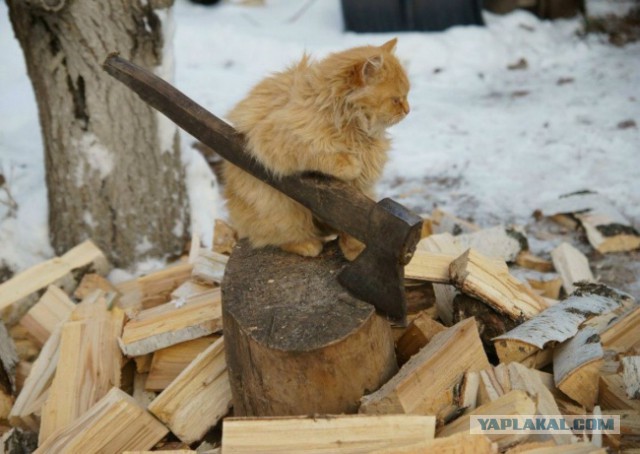 100 самых ценных снимков котов