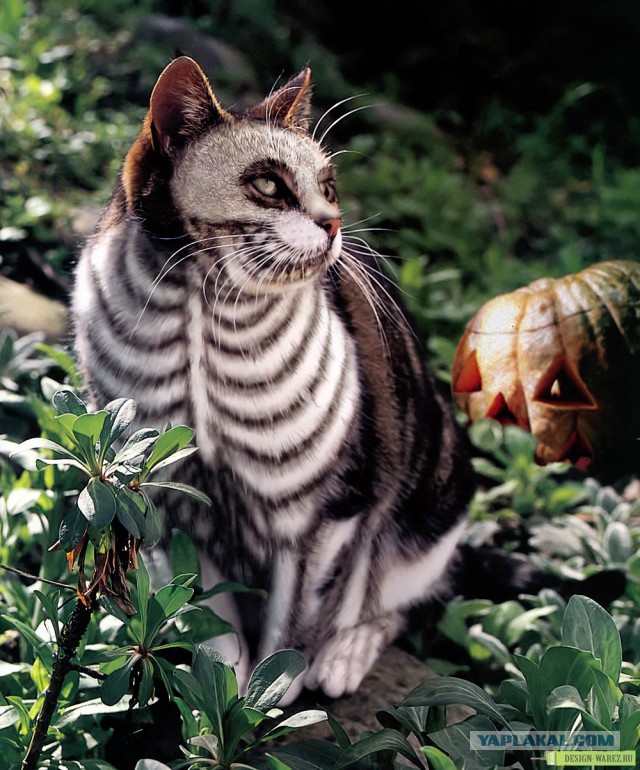 Пандакотинум