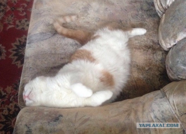 Котовторник 26.01.2016