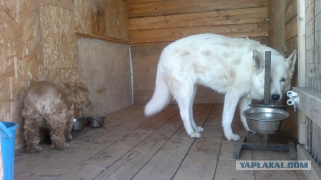 Подборка животных, которых застали за трапезой