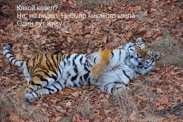 Козел Тимур доигрался.