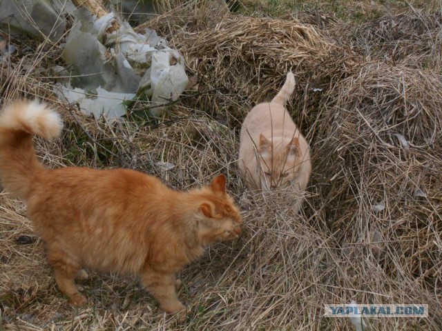 Жизнь домашнего приюта для котеек 107