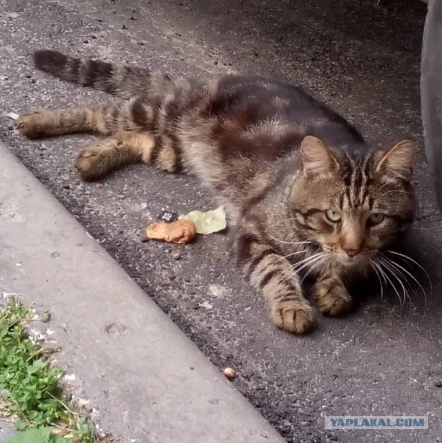 Котовторник 21.06.16