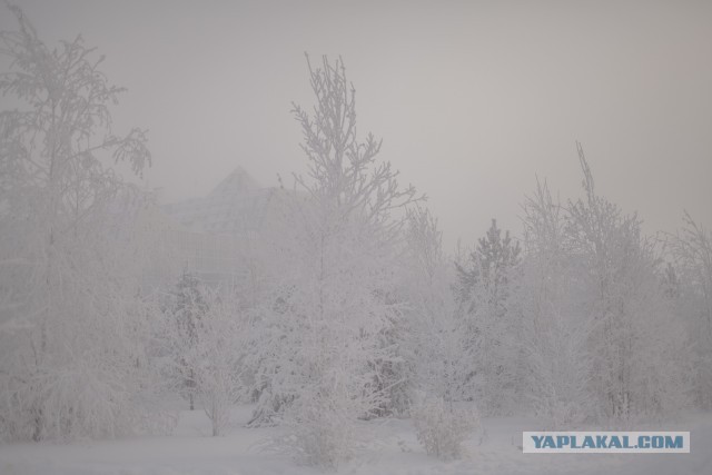 Сургут в -50 в картинках.