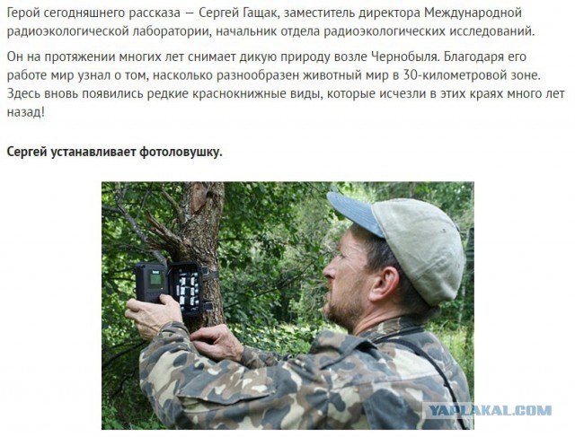 Животный мир Чернобыльской Зоны Отчуждения.