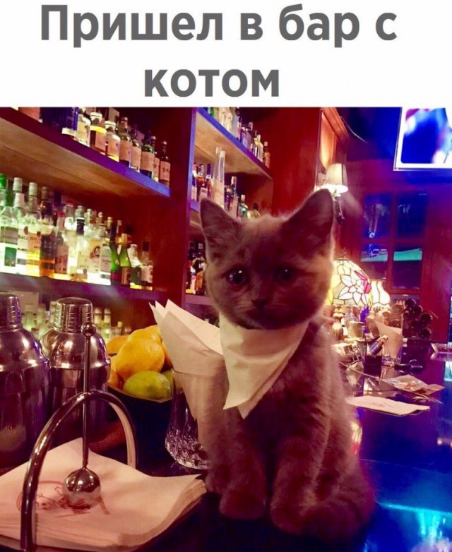 Коты и Кошки