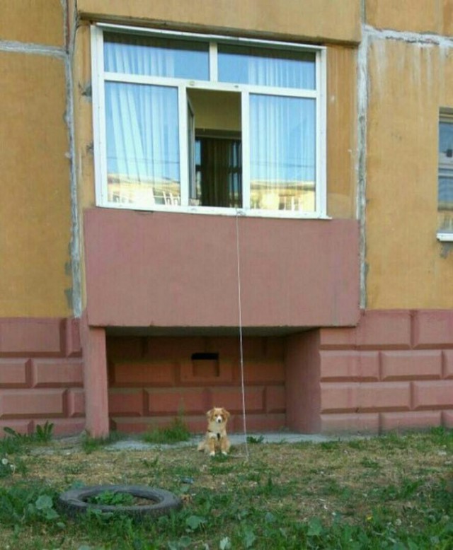 Юмор для многоклеточных. Дурацкие картинки (но это не точно).