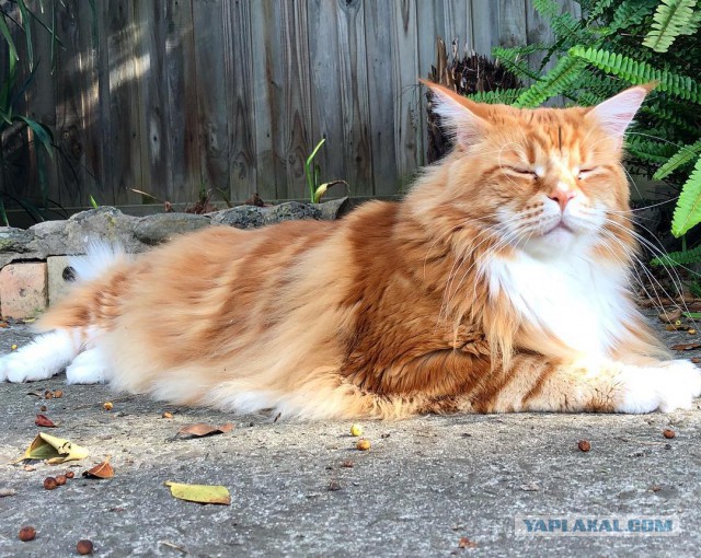 Котовторник 28.11.2017