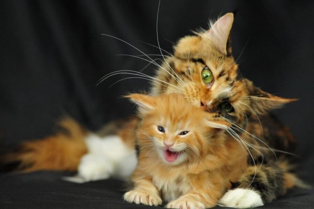 Коты и Кошки