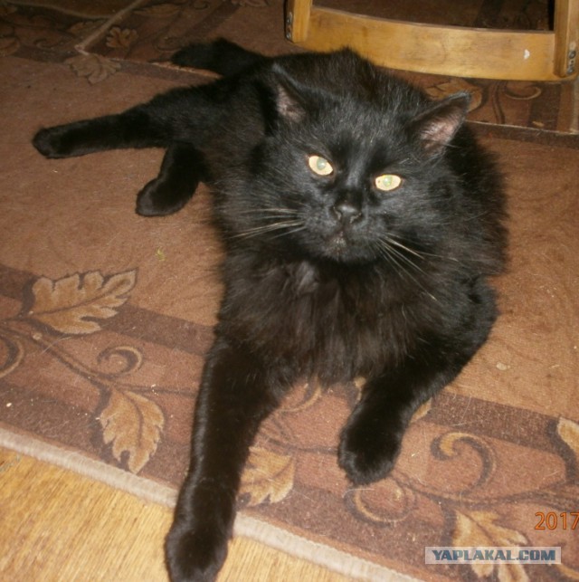 Котовторник!
