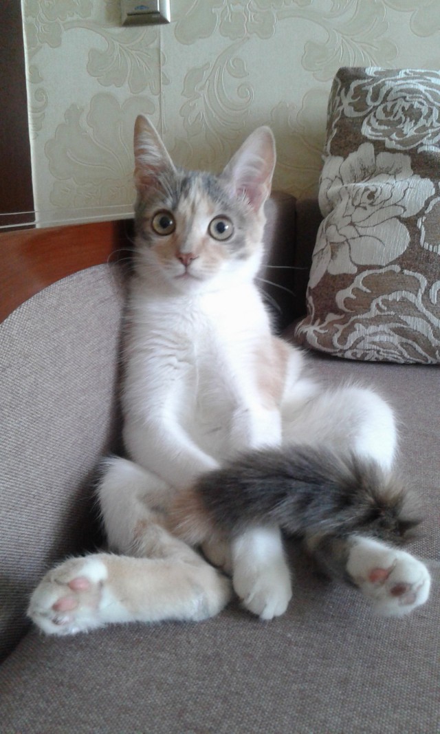 Прикольных котов пост